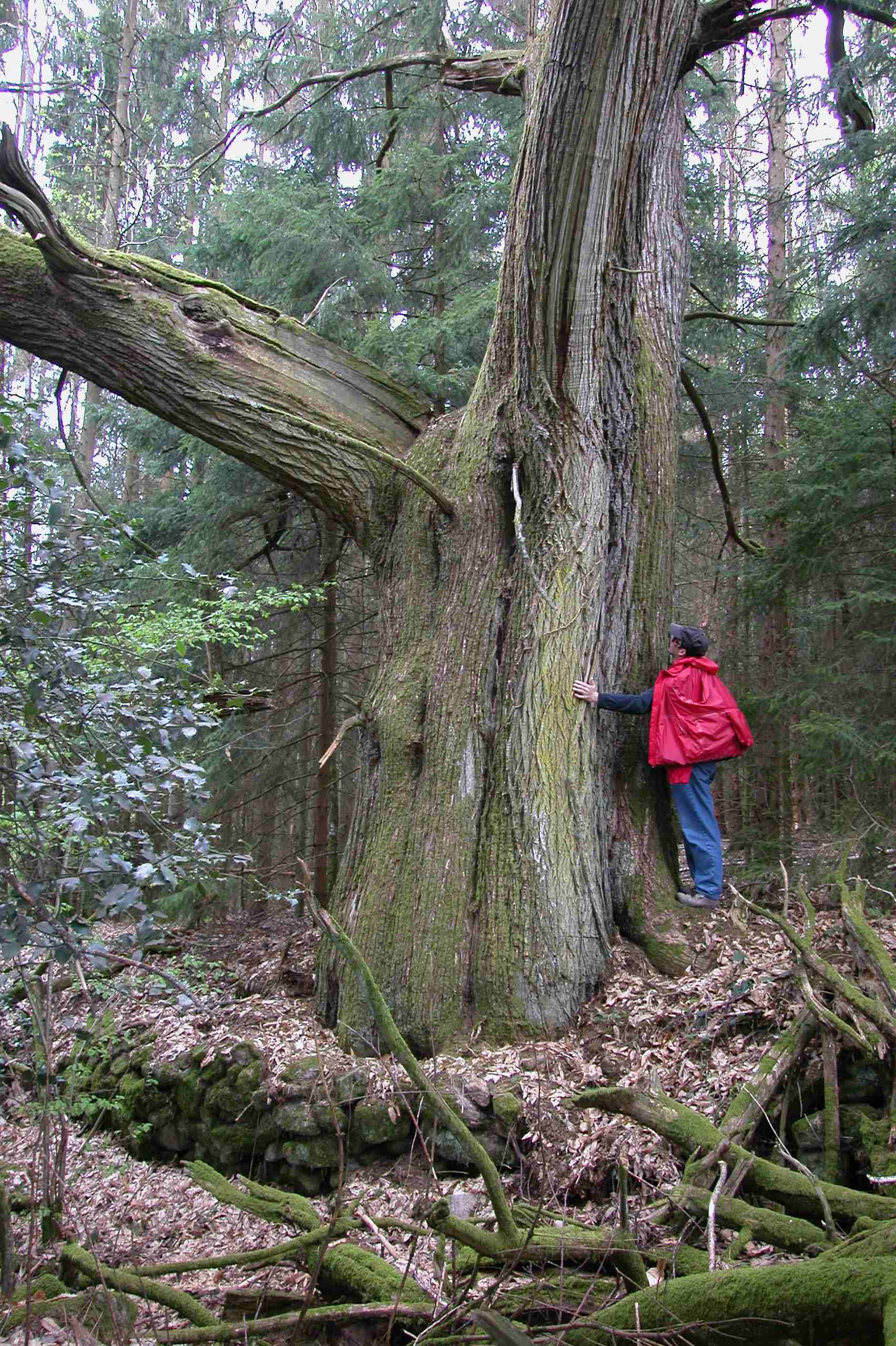 Tree_hugger_500_years_old_David_D_downie